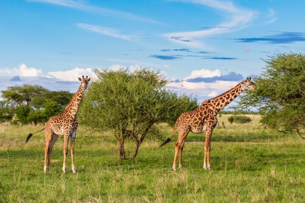 Žirafy v národním parku Tarangire, Tanzanie