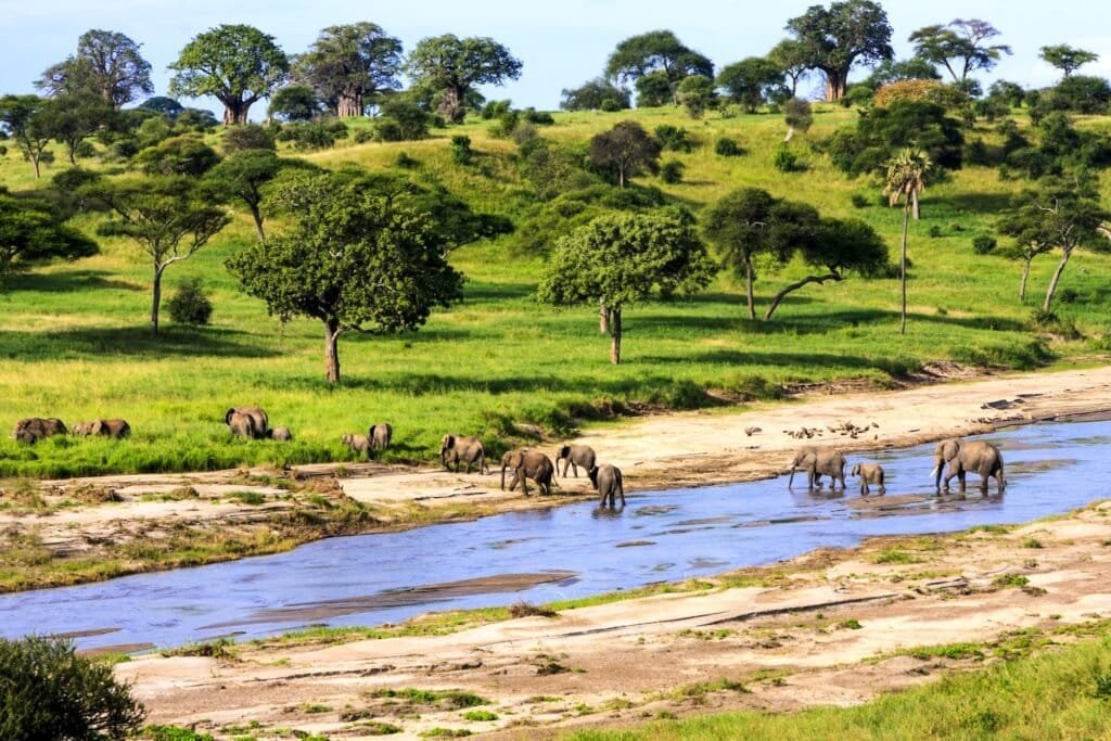 Sloni přecházející řeku v národním parku Serengeti, Tanzanie, Afrika