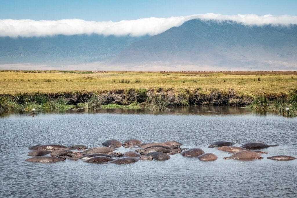 Hroši v kráteru Ngorongoro, Tanzanie