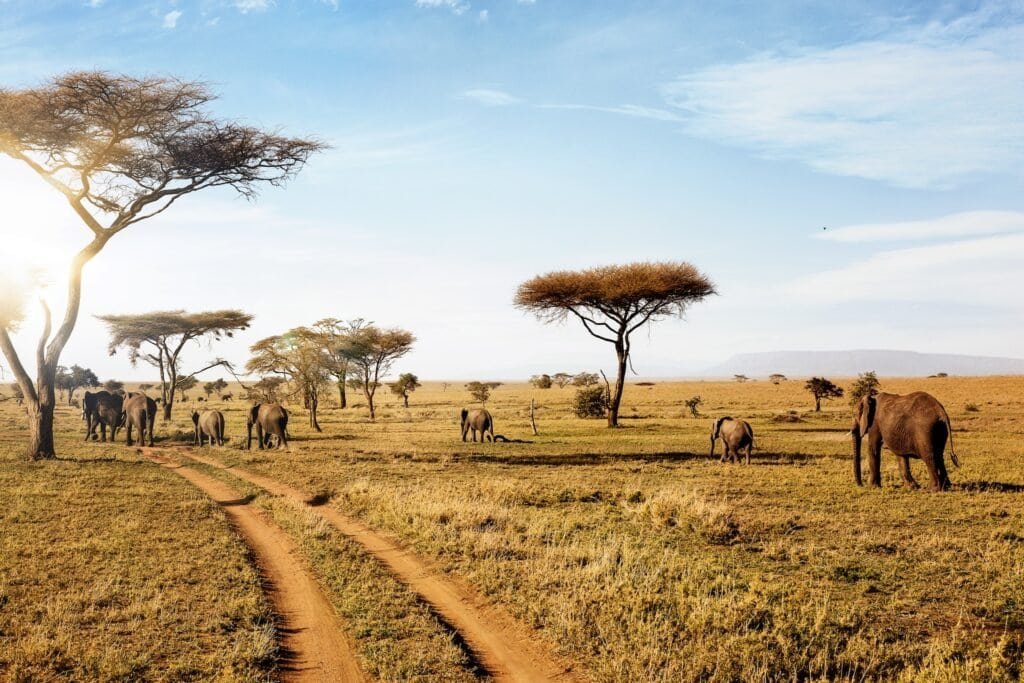 Skupina slonů procházející národním parkem Serengeti, Tanzanie, Afrika