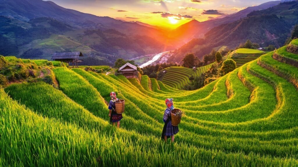 Ženy kmene Hmong na rýžovém poli při západu slunce, Sapa, Vietnam